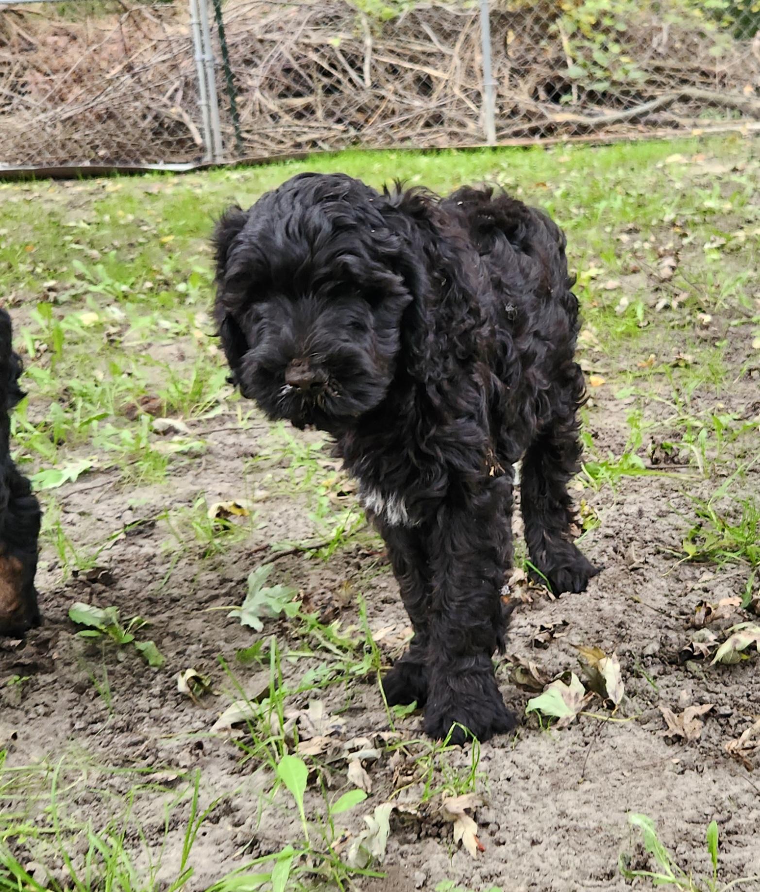 Enlarge Mikey, a Adoptable Labradoodle in Liberty Center, OH image 3/5