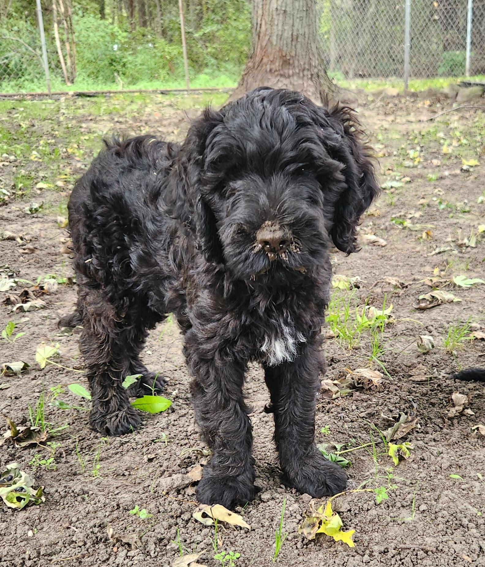 Enlarge Mikey, a Adoptable Labradoodle in Liberty Center, OH image 2/5