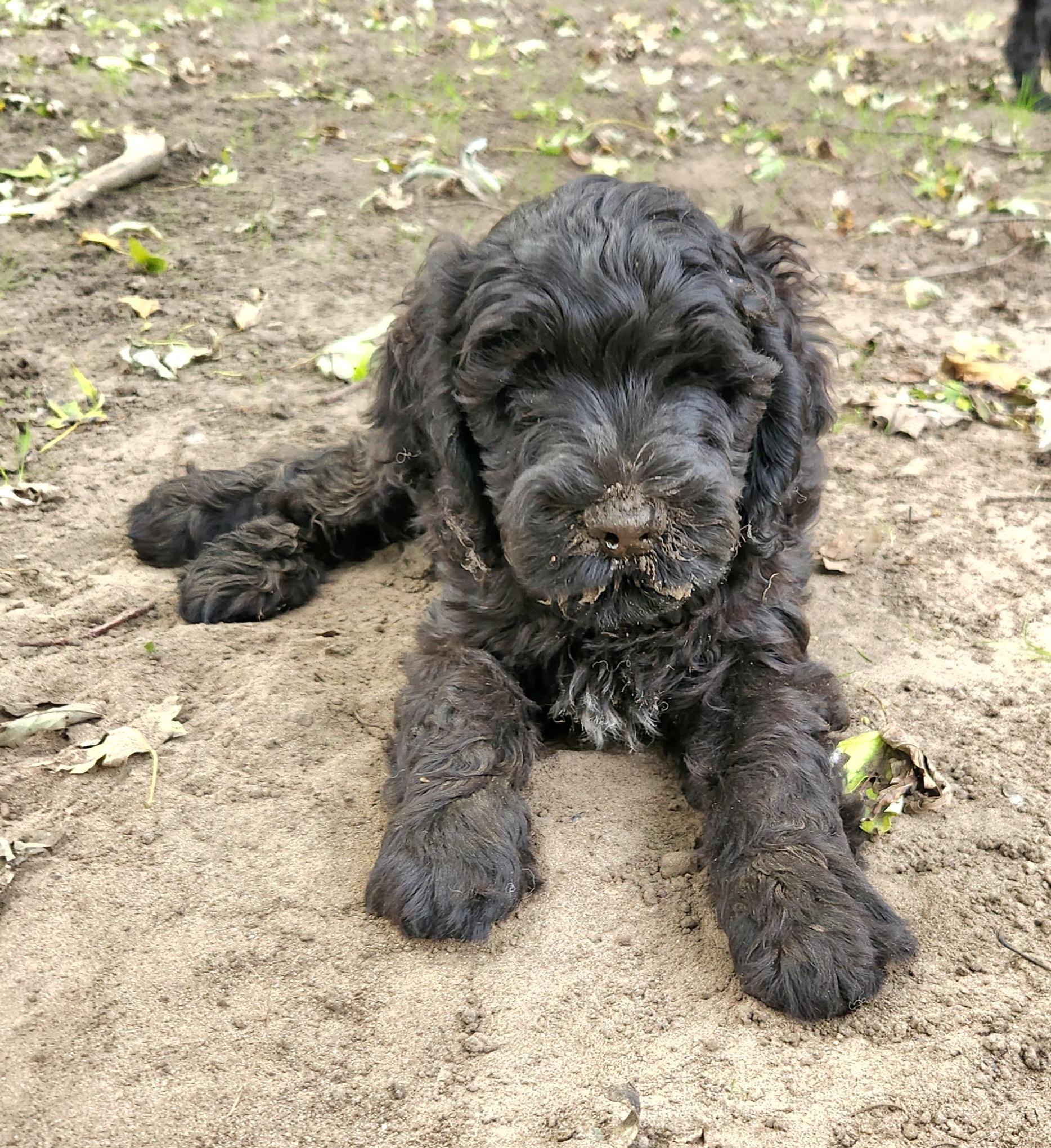 Enlarge Mikey, a Adoptable Labradoodle in Liberty Center, OH image 1/5