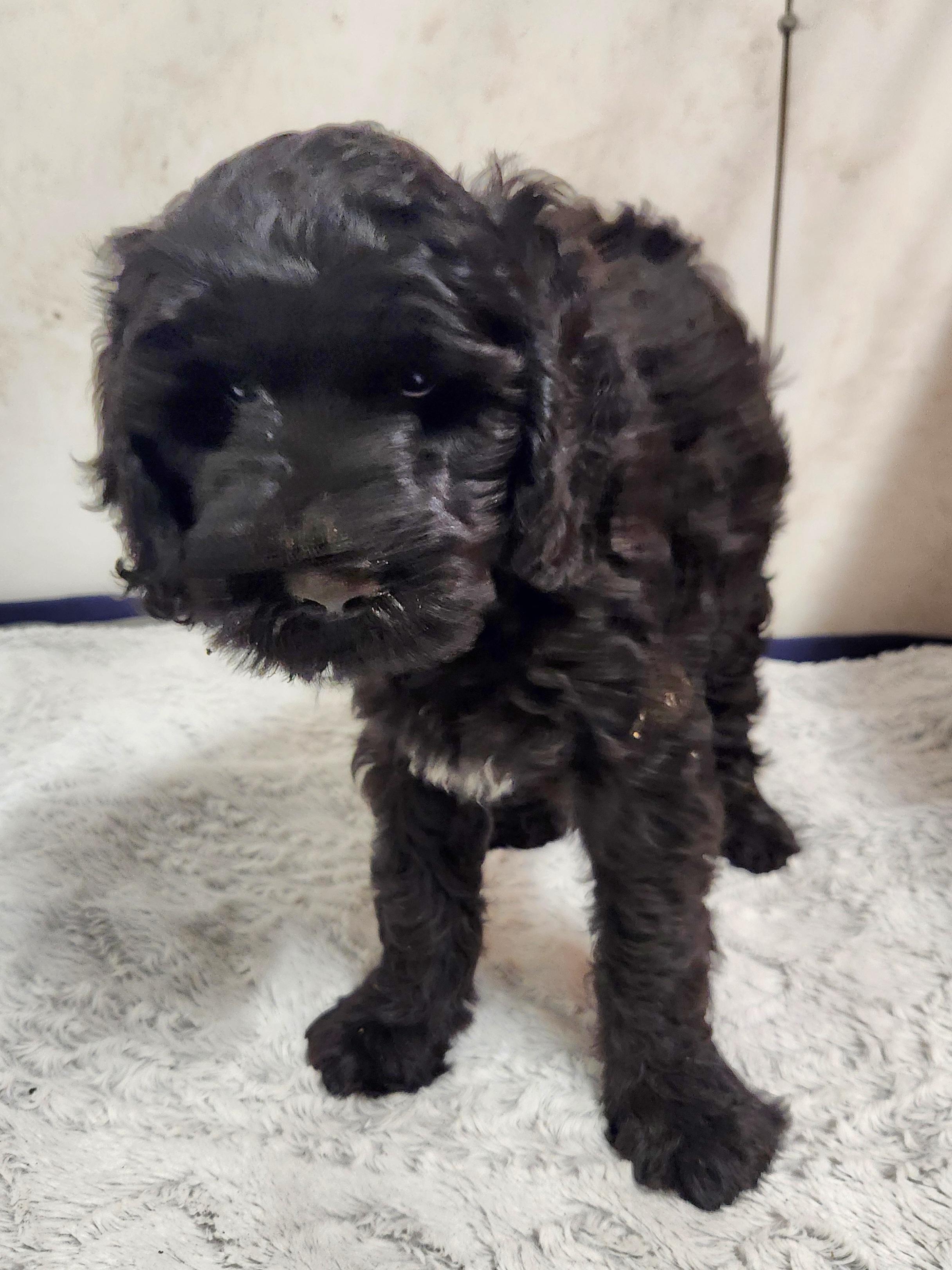 Enlarge Mikey, a Adoptable Labradoodle in Liberty Center, OH image 4/5