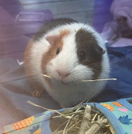 Enlarge Cutie -Bonded Trio, a Adoptable Guinea Pig in Twinsburg, OH image 1/1