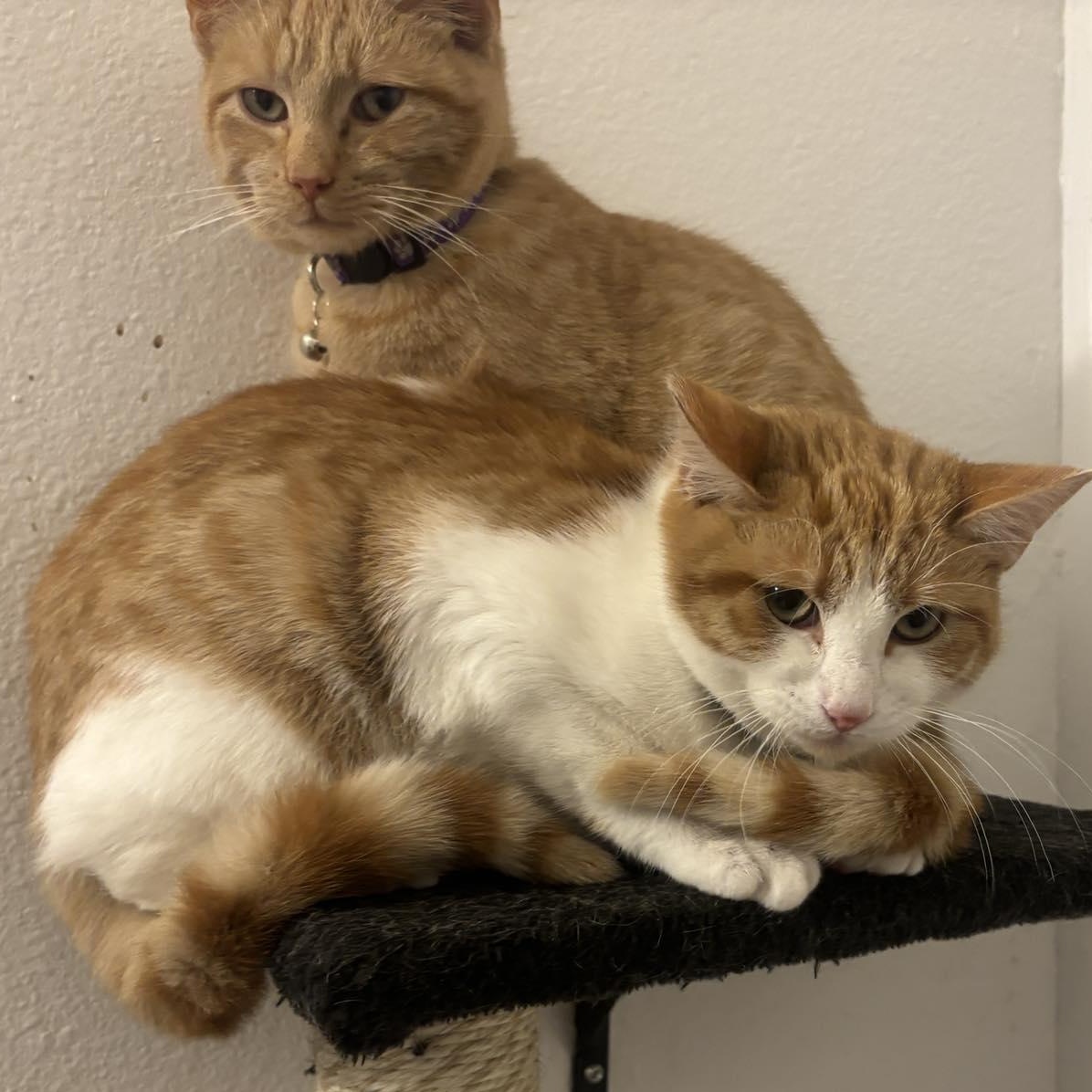 Holy — thumbnail 2