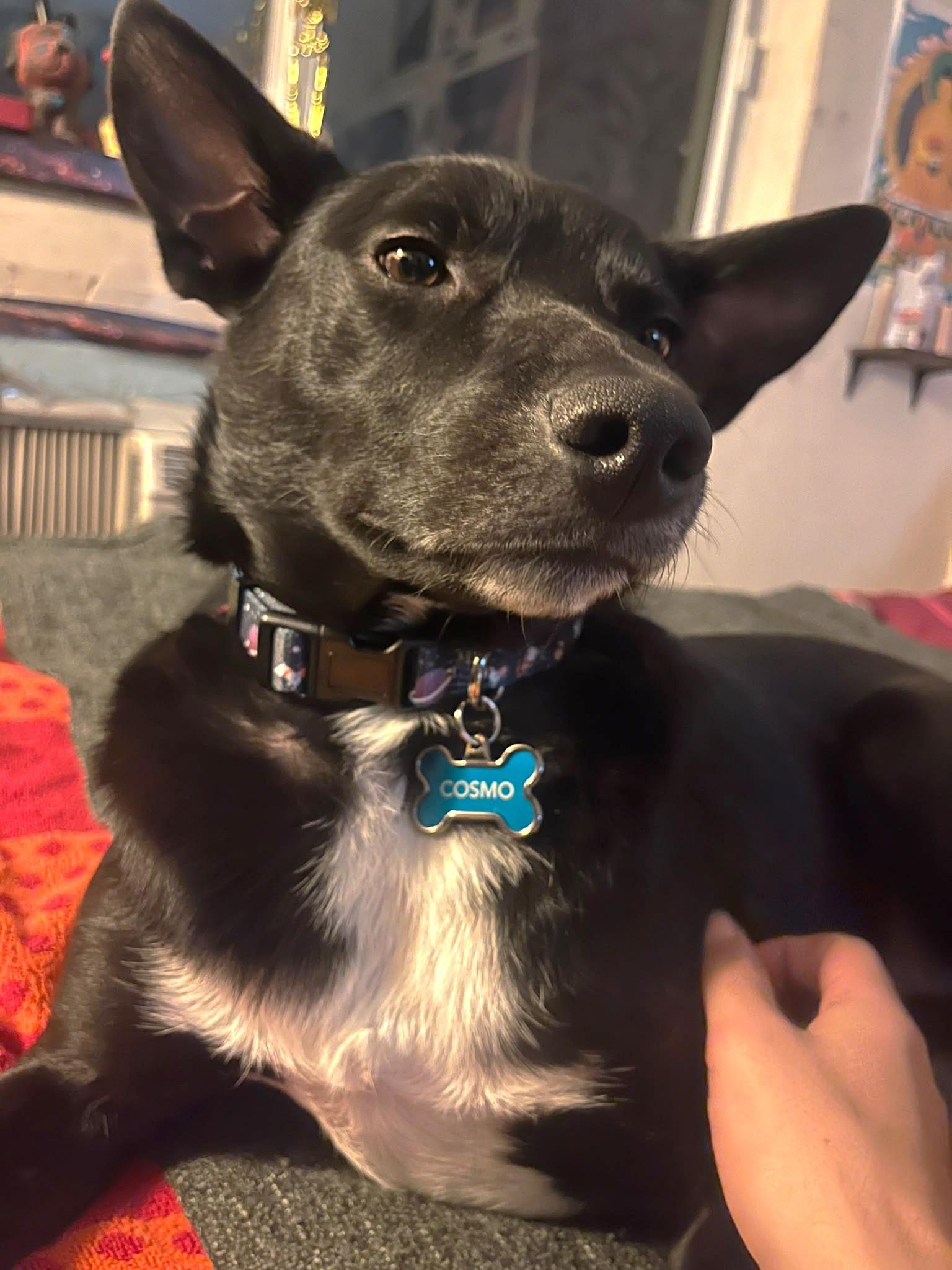 Enlarge Cosmo (36 lbs), a Adoptable mixed breed in Mississauga, ON image 4/6