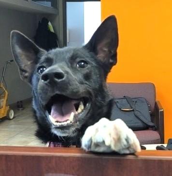 Cosmo (36 lbs), Adoptable, Adult Male Border Collie.
