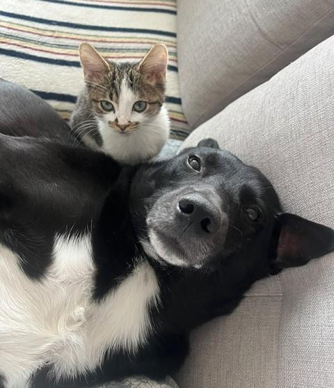 Enlarge Cosmo (36 lbs), a Adoptable mixed breed in Mississauga, ON image 3/6