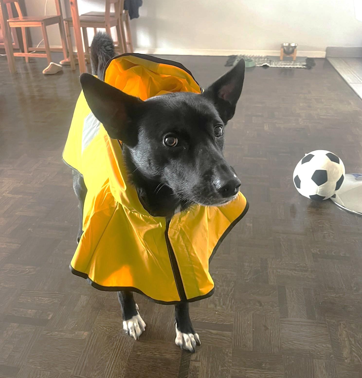 Enlarge Cosmo (36 lbs), a Adoptable mixed breed in Mississauga, ON image 2/6