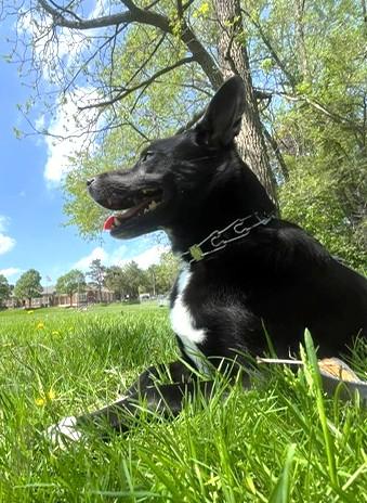 Enlarge Cosmo (36 lbs), a Adoptable mixed breed in Mississauga, ON image 5/6