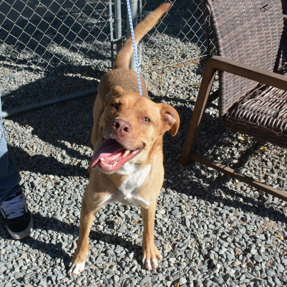 Enlarge Nacho, a Adoptable mixed breed in Ontario, CA image 1/4