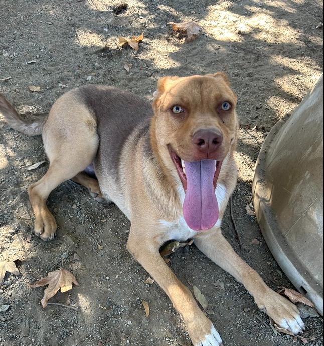 Enlarge Nacho, a Adoptable mixed breed in Ontario, CA image 2/4