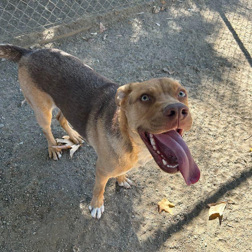 Enlarge Nacho, a Adoptable mixed breed in Ontario, CA image 3/4