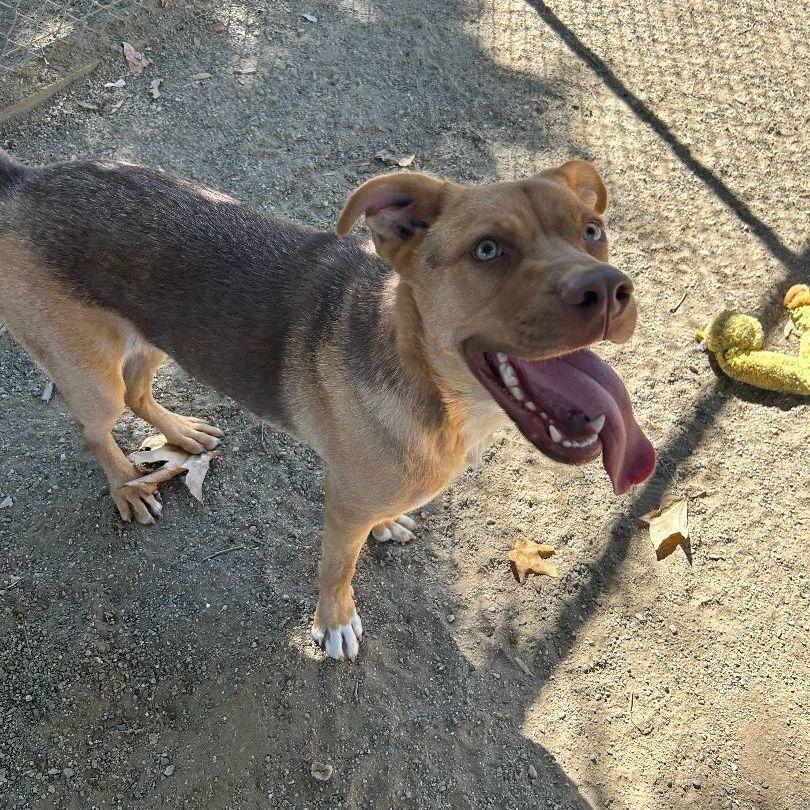 Enlarge Nacho, a Adoptable mixed breed in Ontario, CA image 4/4