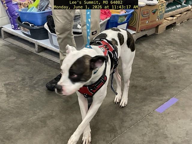 ZENA, Adoptable, Adult Female American Staffordshire Terrier & Mixed Breed.