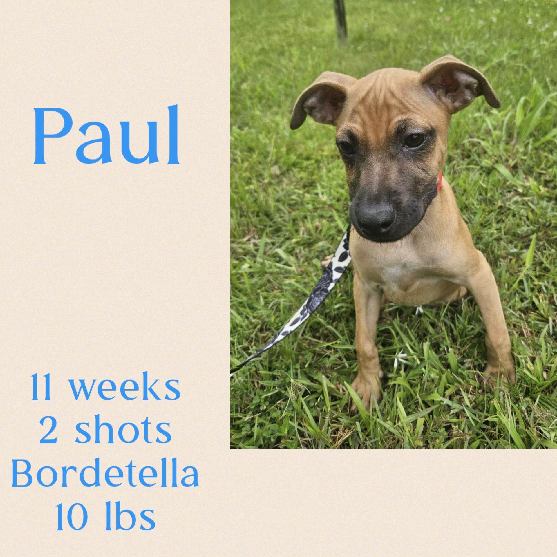 Enlarge Paul, a ADOPTABLE mixed breed in Virginia Beach, VA image 1/1