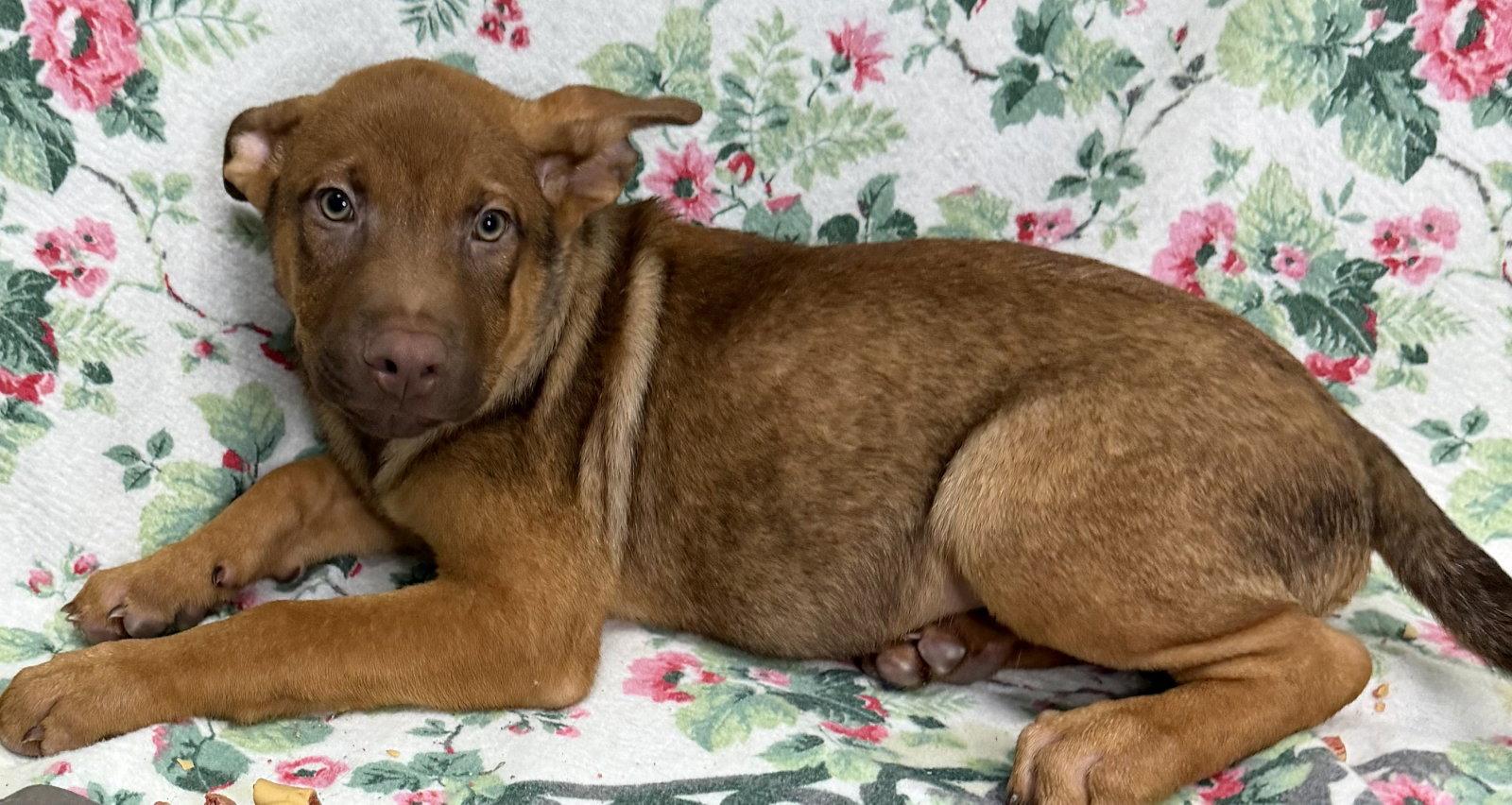 261235 Preston, Adoptable, Young Male Shepherd.