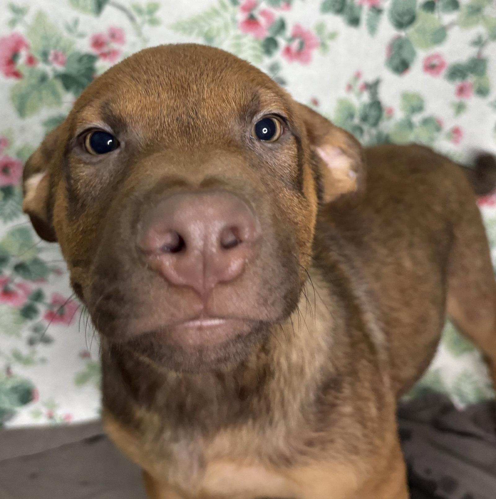 Enlarge 261235  Preston, a Adoptable Shepherd in Wetumpka, AL image 2/2
