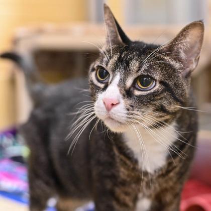 Anna in Maine, ADOPTABLE, Senior Female Domestic Short Hair.