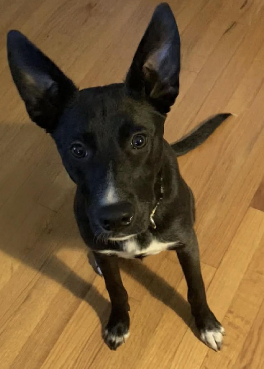 Hayley, Adoptable, Puppy Female Shepherd & Pit Bull Terrier.