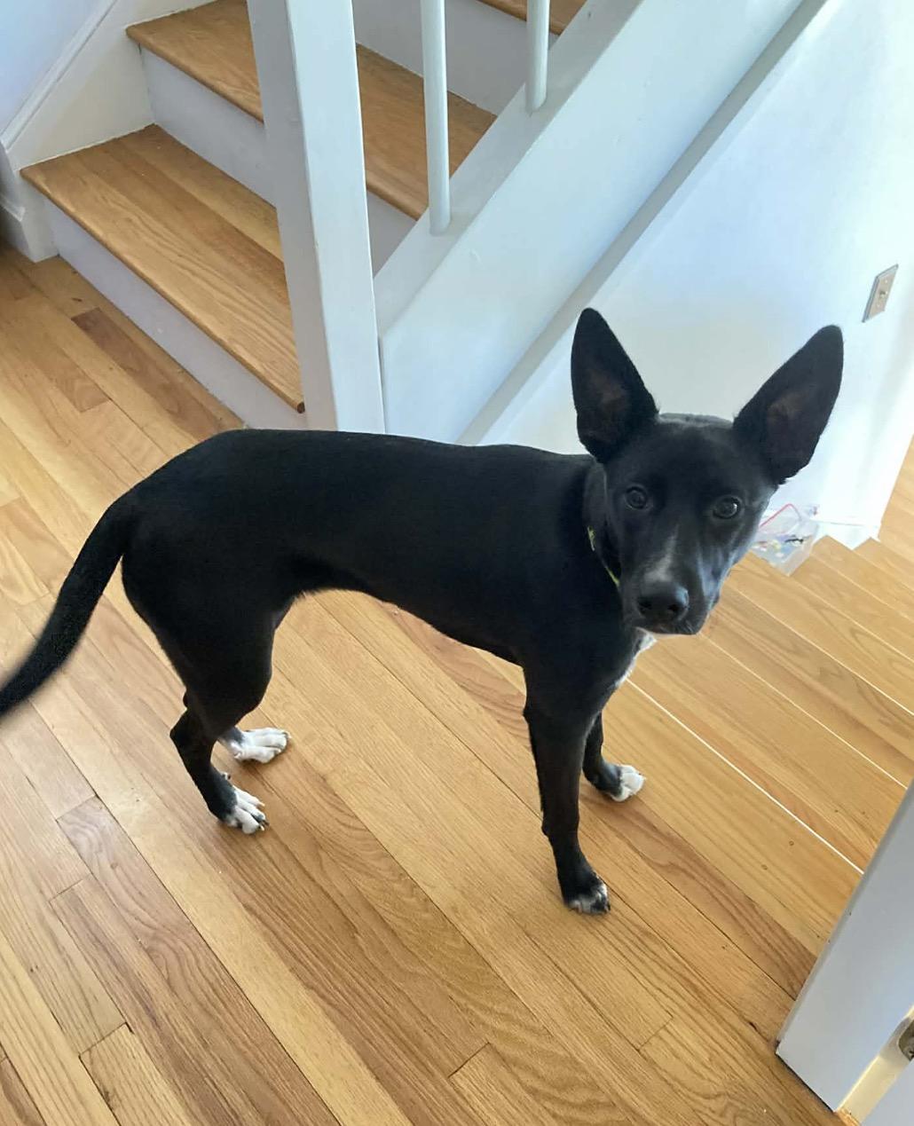 Enlarge Hayley, a Adoptable mixed breed in Pembroke, MA image 3/5