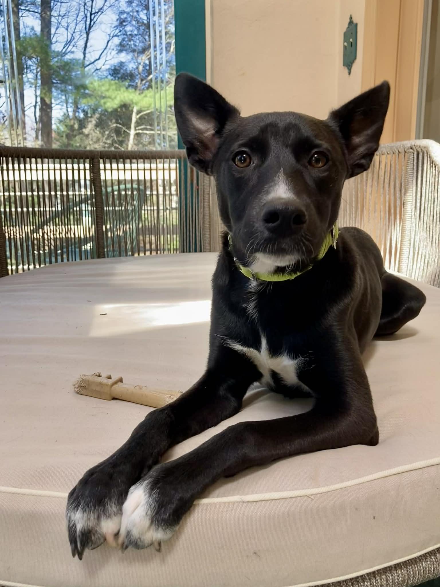 Enlarge Hayley, a Adoptable mixed breed in Pembroke, MA image 2/5