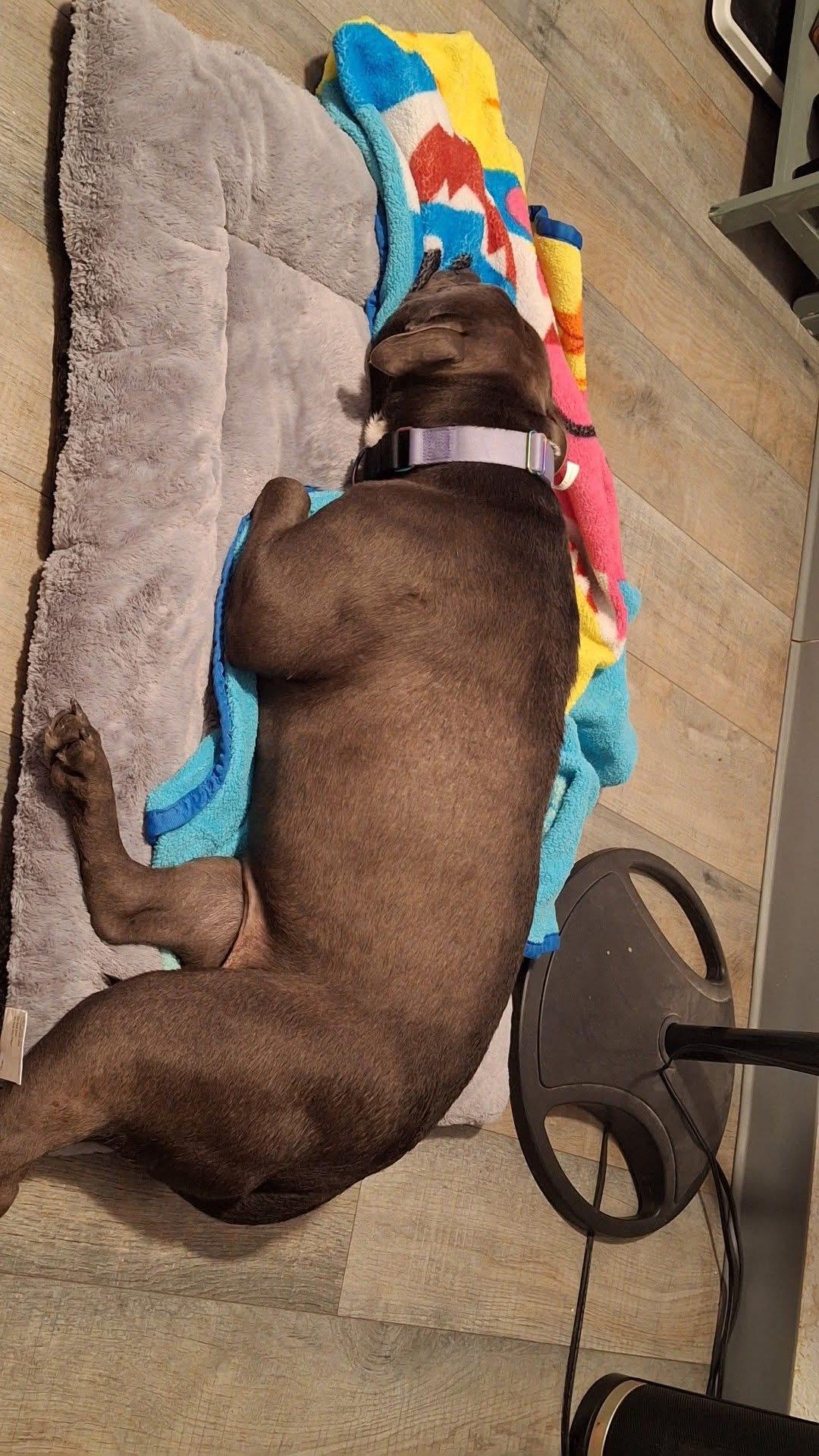 Enlarge Shadow, a Adoptable American Staffordshire Terrier in Austin , TX image 2/6