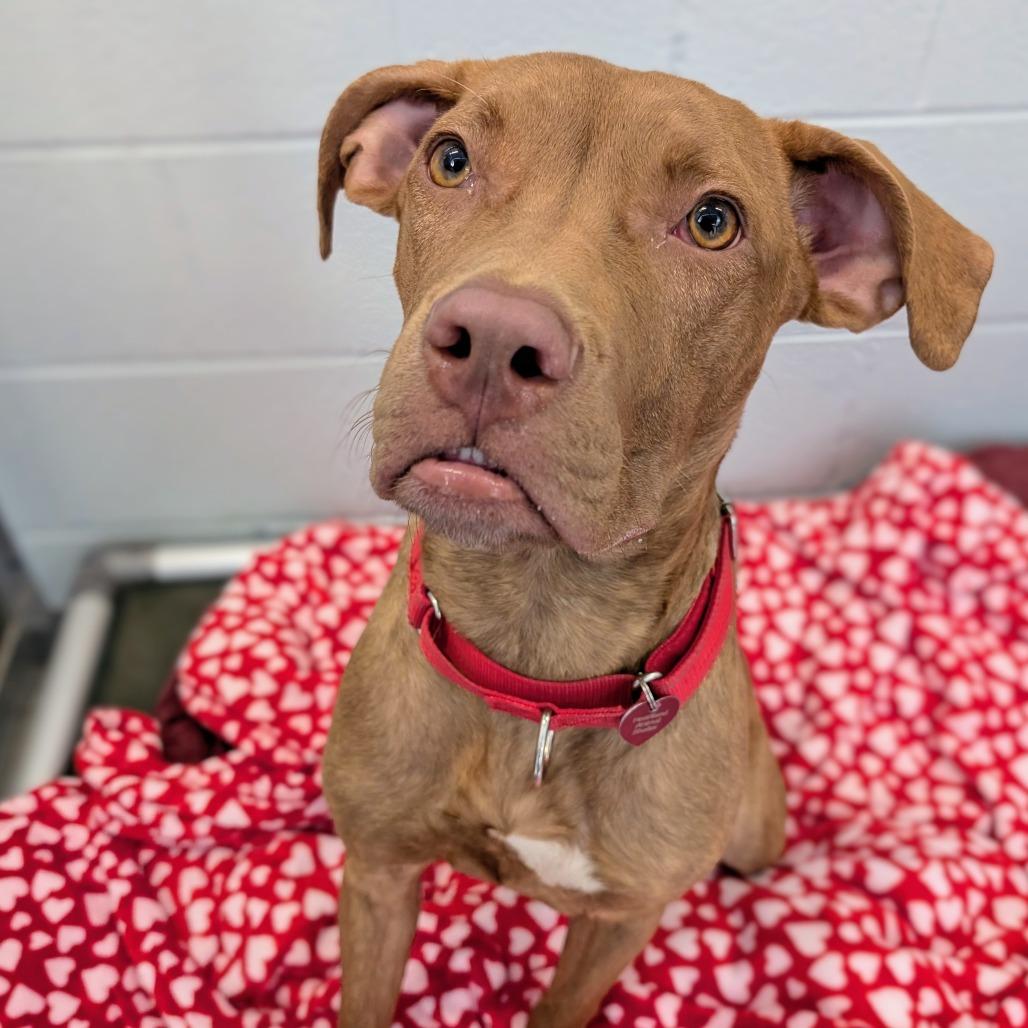Ushi, Adoptable, Adult Female Great Dane & Pit Bull Terrier.