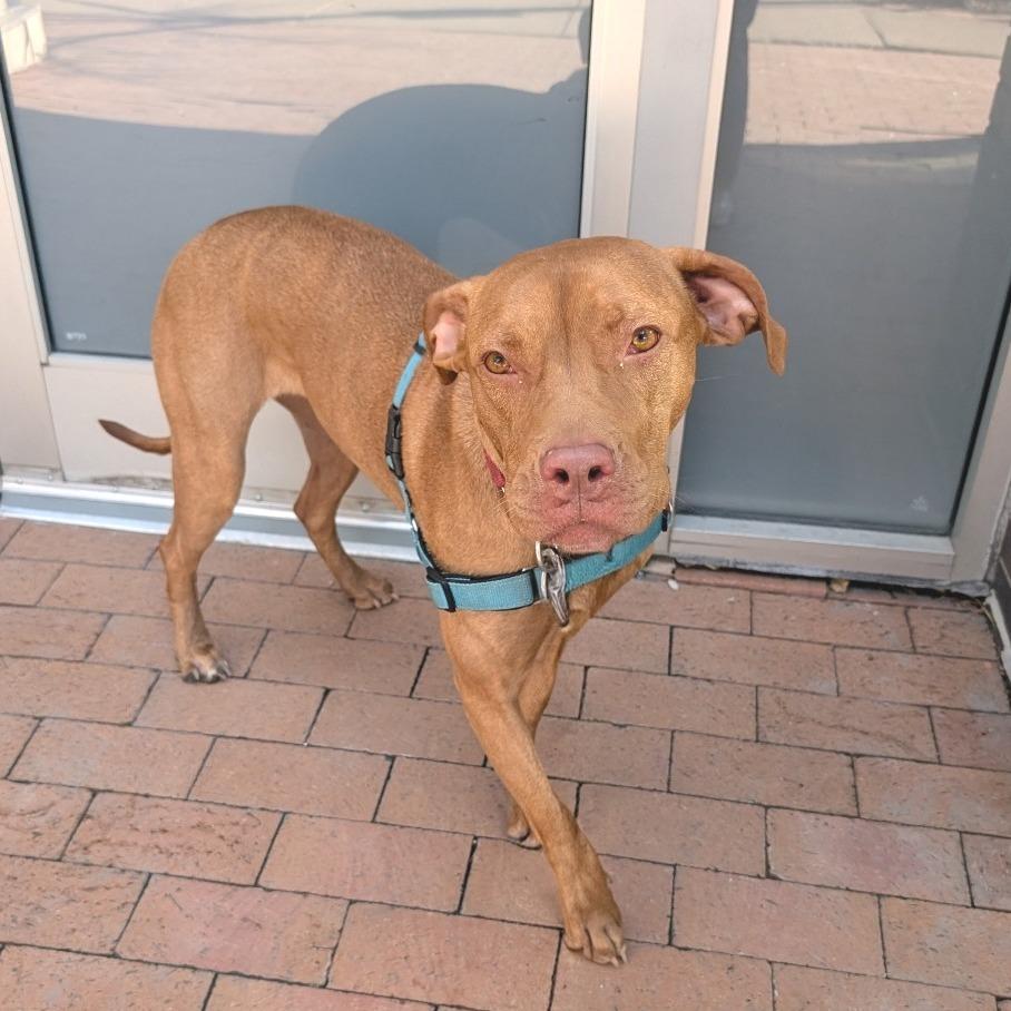 Ushi, a Adoptable mixed breed in Wheeling, IL image 2/6