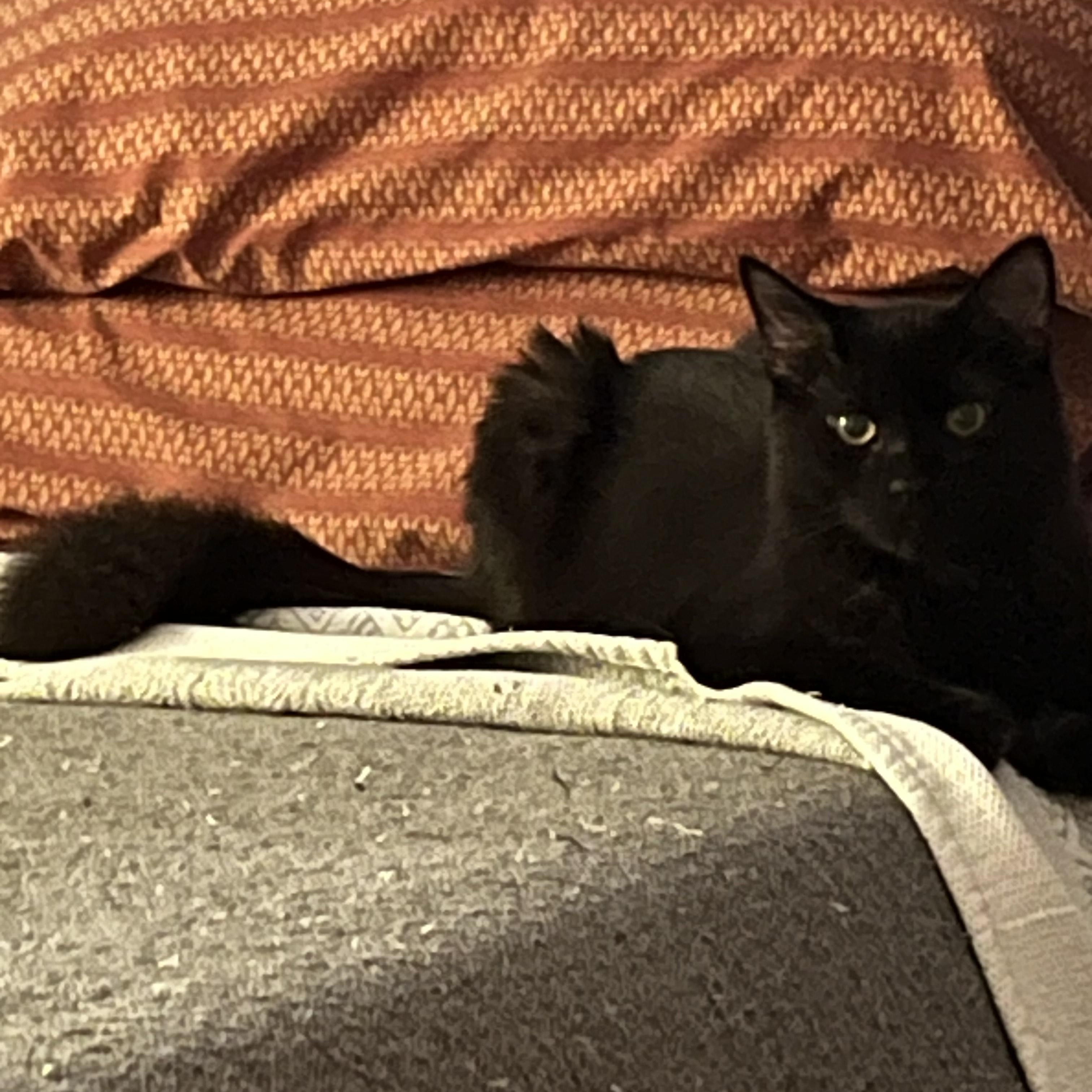 Enlarge Lucas, a Adoptable mixed breed in Rochester Hills, MI image 1/3