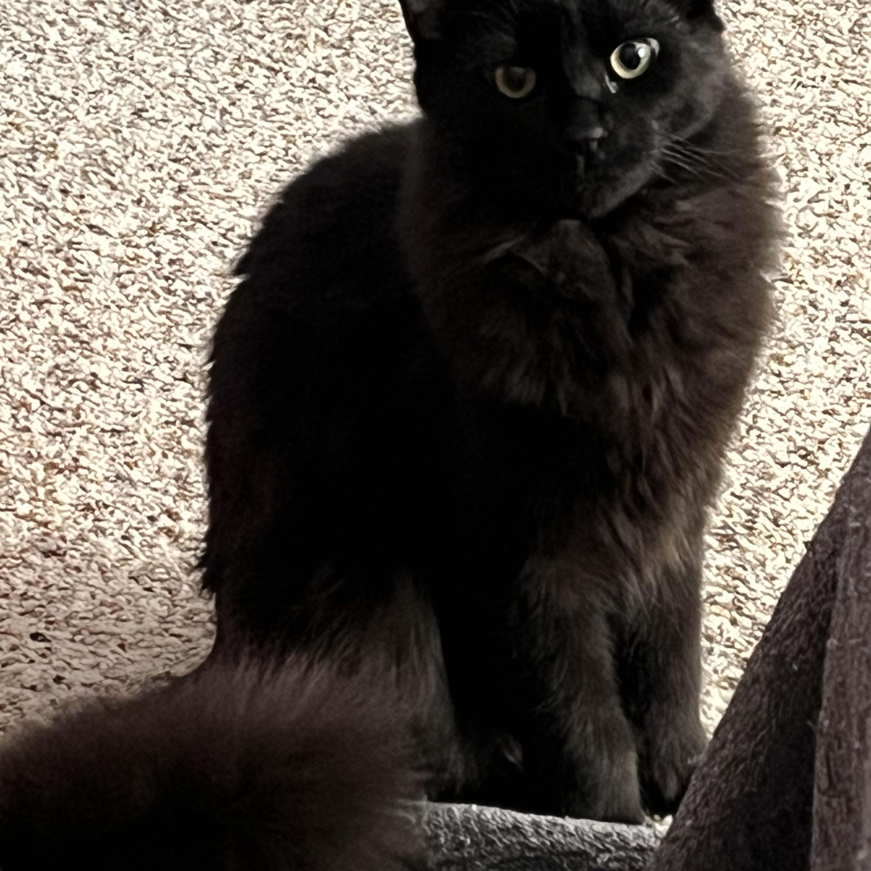 Enlarge Lucas, a Adoptable mixed breed in Rochester Hills, MI image 2/3