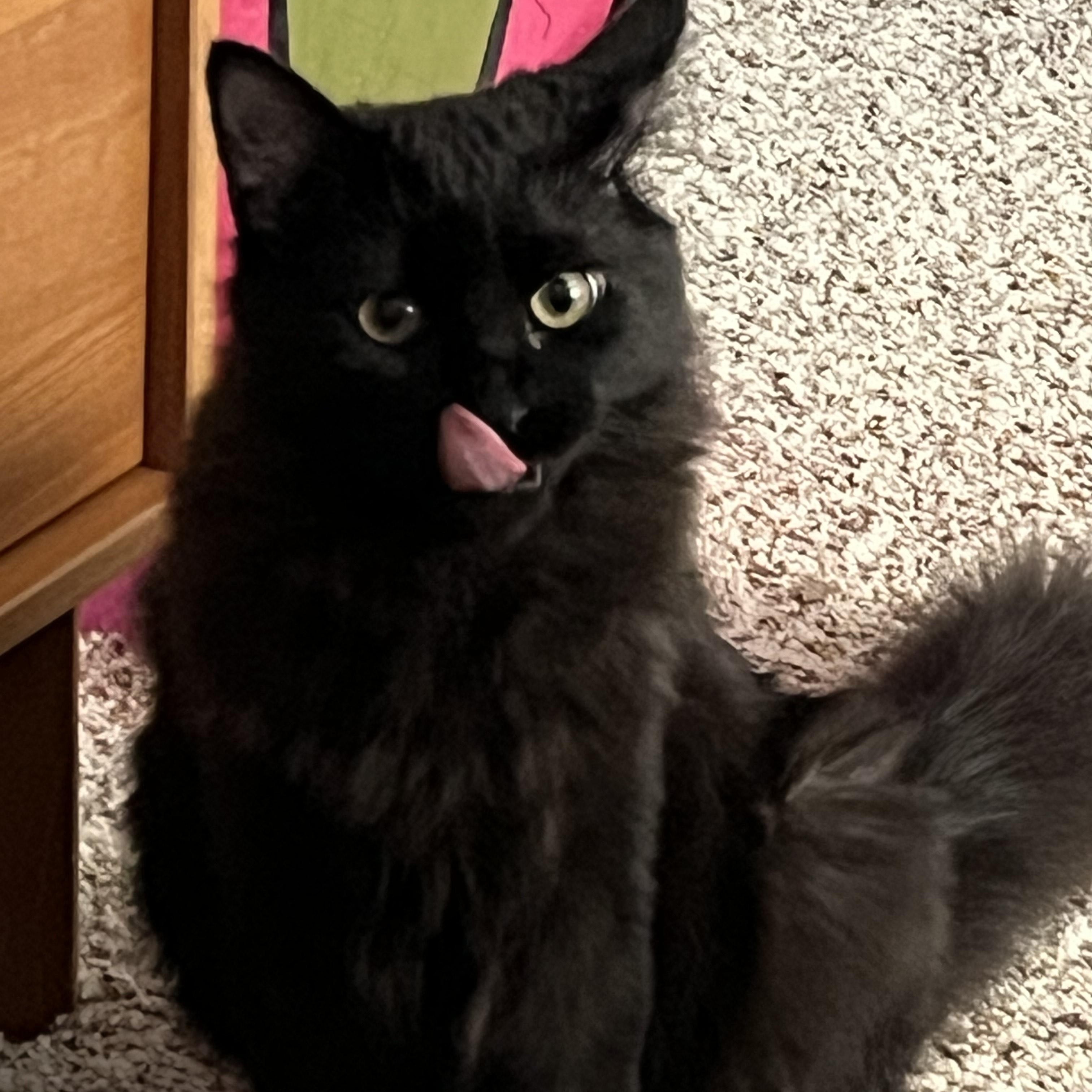 Enlarge Lucas, a Adoptable mixed breed in Rochester Hills, MI image 3/3