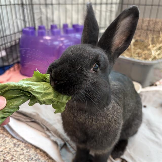 PINK FLOYD, Adoptable, Young Male English Lop.
