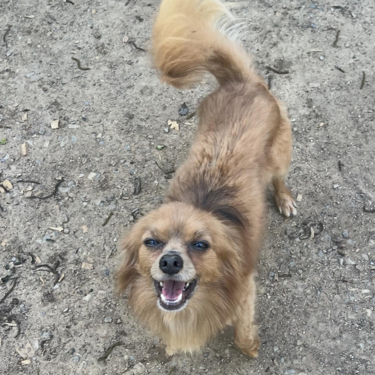 Foxy , a ADOPTABLE mixed breed in Pelham, NH image 6/6