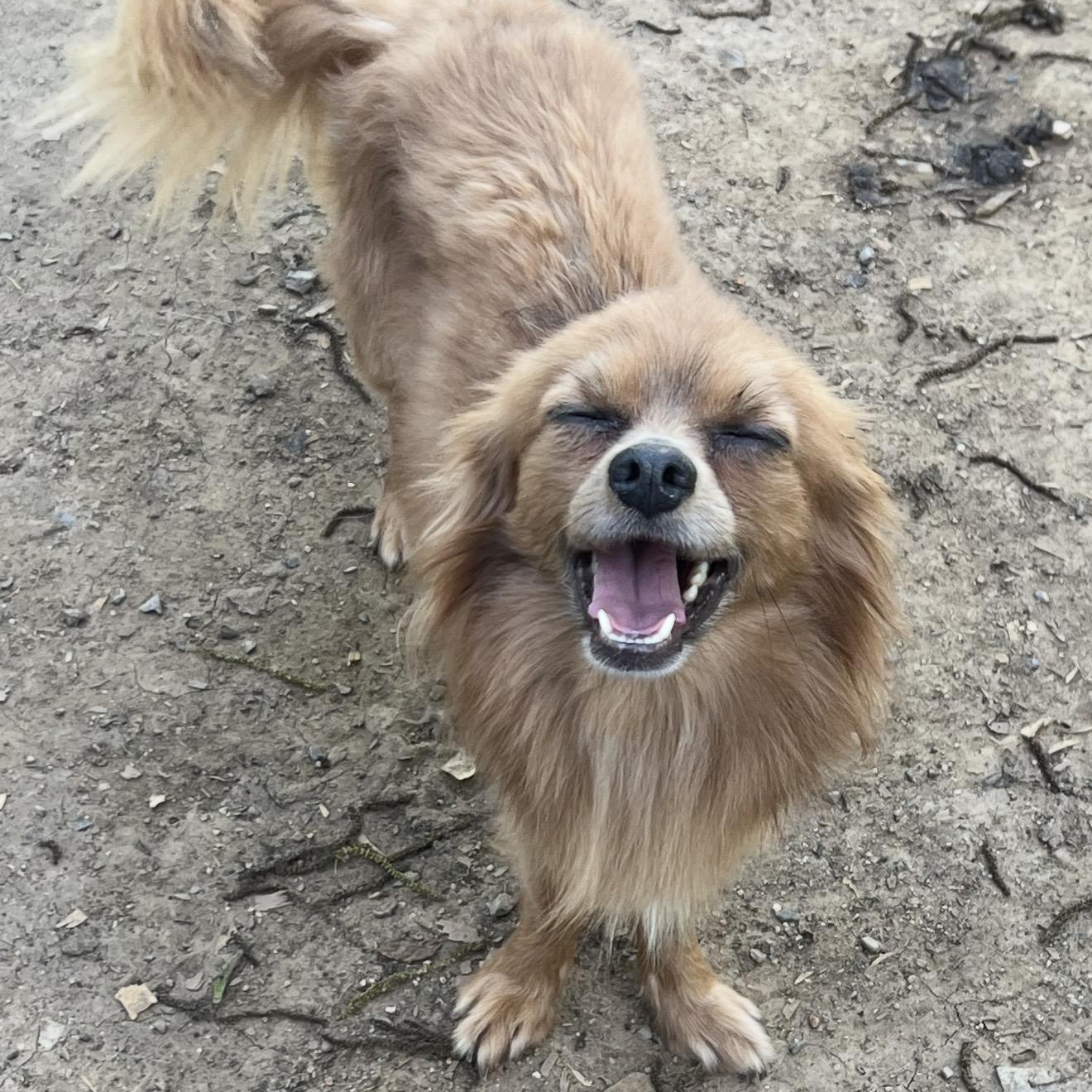 Foxy , a ADOPTABLE mixed breed in Pelham, NH image 4/6