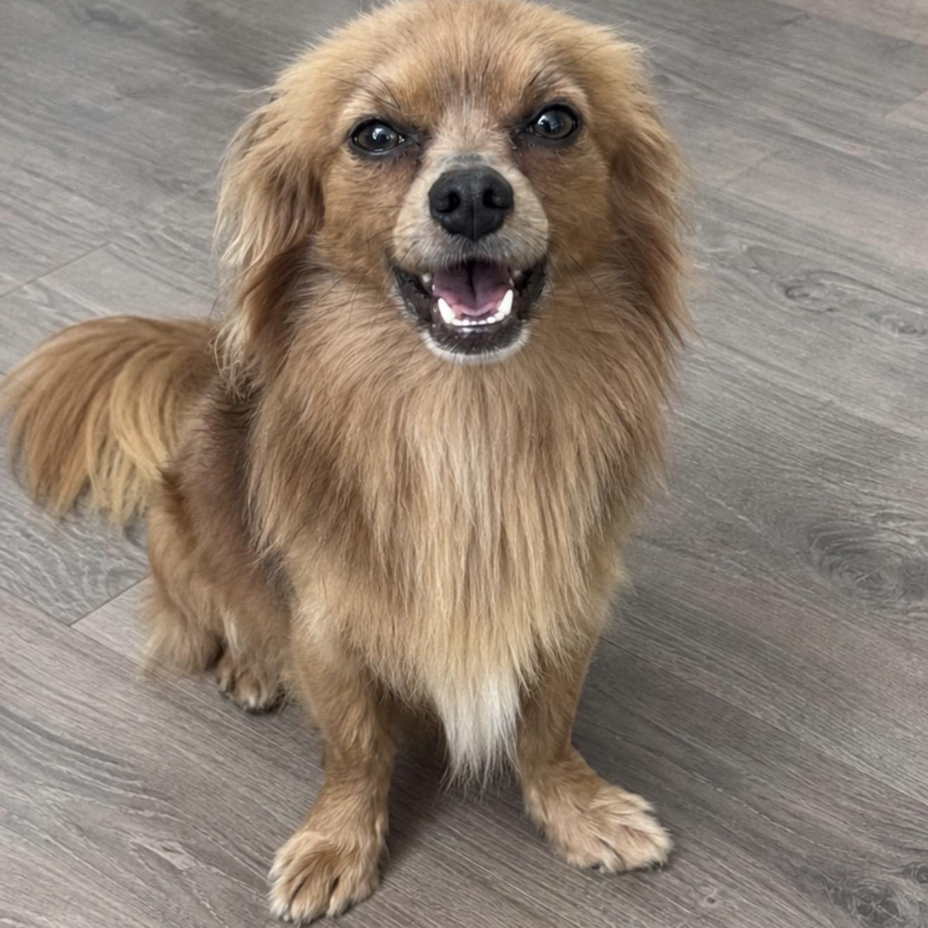Foxy , a ADOPTABLE mixed breed in Pelham, NH image 1/6