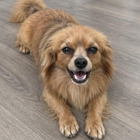 Foxy , a ADOPTABLE mixed breed in Pelham, NH image 5/6
