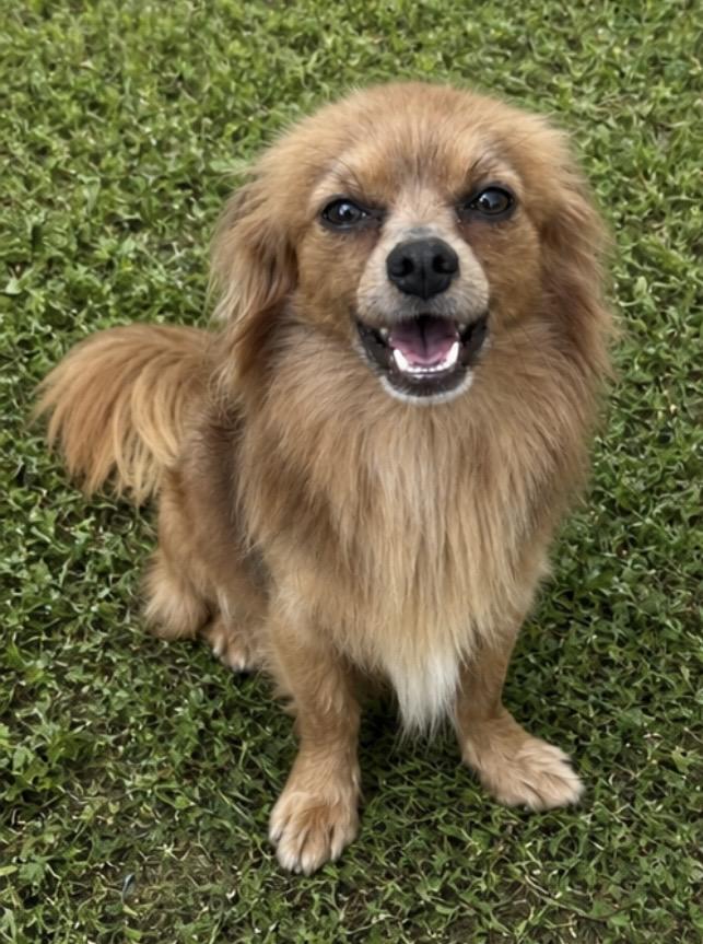 Foxy , a ADOPTABLE mixed breed in Pelham, NH image 3/6
