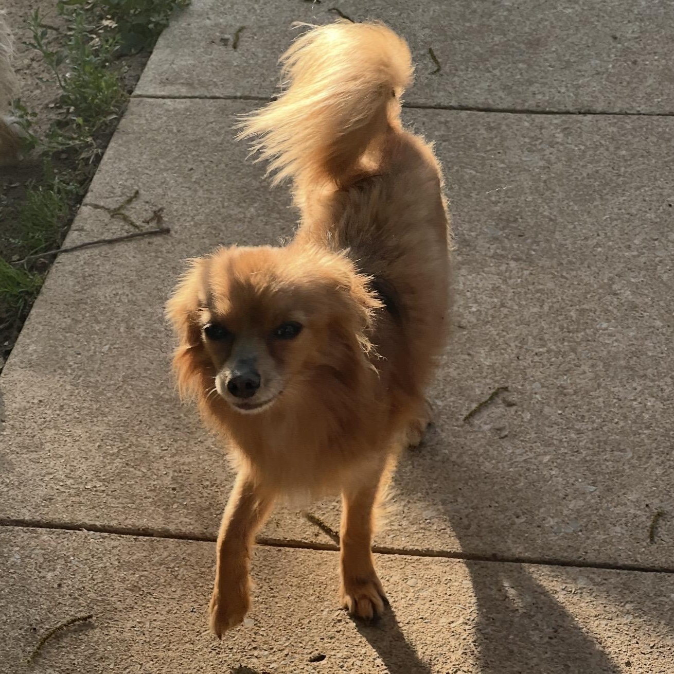 Foxy , a ADOPTABLE mixed breed in Pelham, NH image 2/6