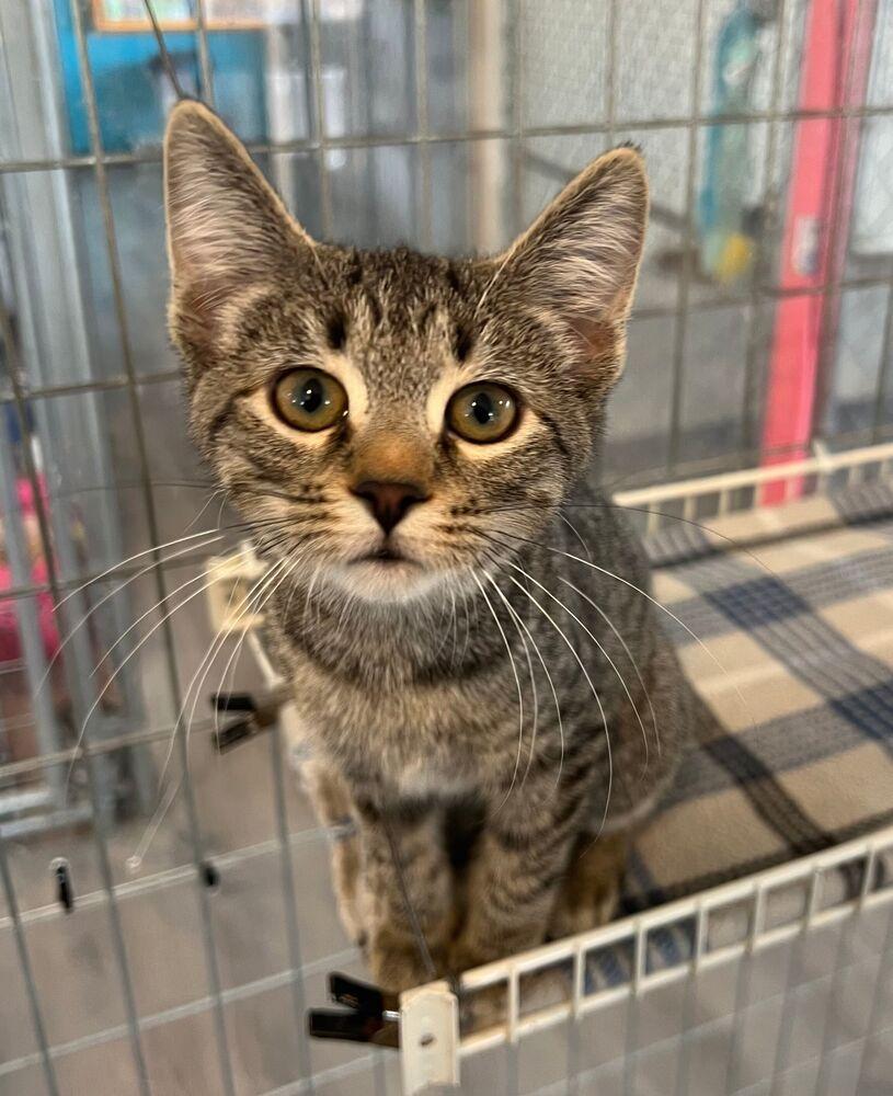 Sprinter, Adoptable, Young Female Domestic Short Hair.