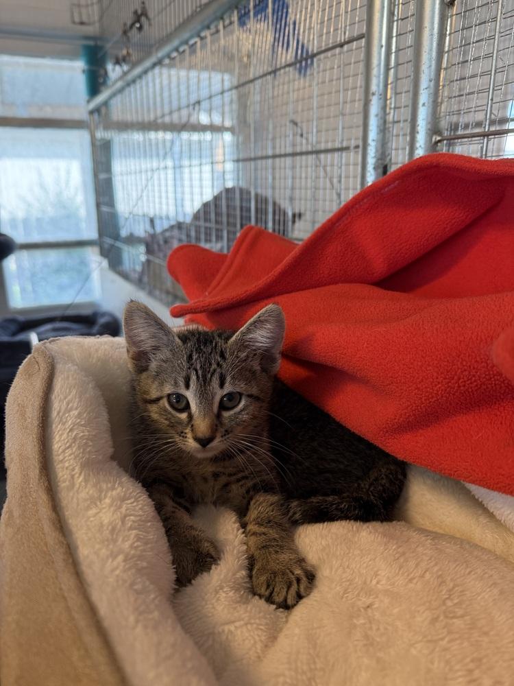 Enlarge Sprinter, a Adoptable Domestic Short Hair in McPherson, KS image 2/5