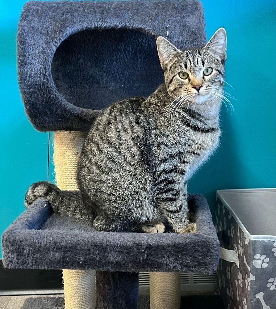 Enlarge Sprinter, a Adoptable Domestic Short Hair in McPherson, KS image 3/5