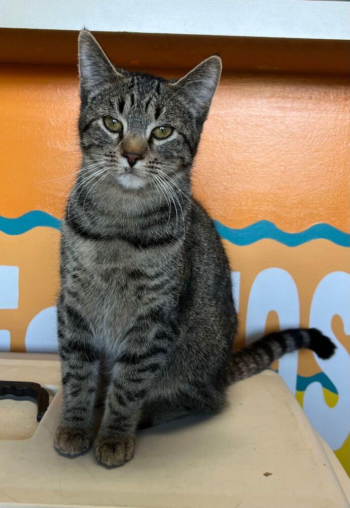 Enlarge Sprinter, a Adoptable Domestic Short Hair in McPherson, KS image 4/5