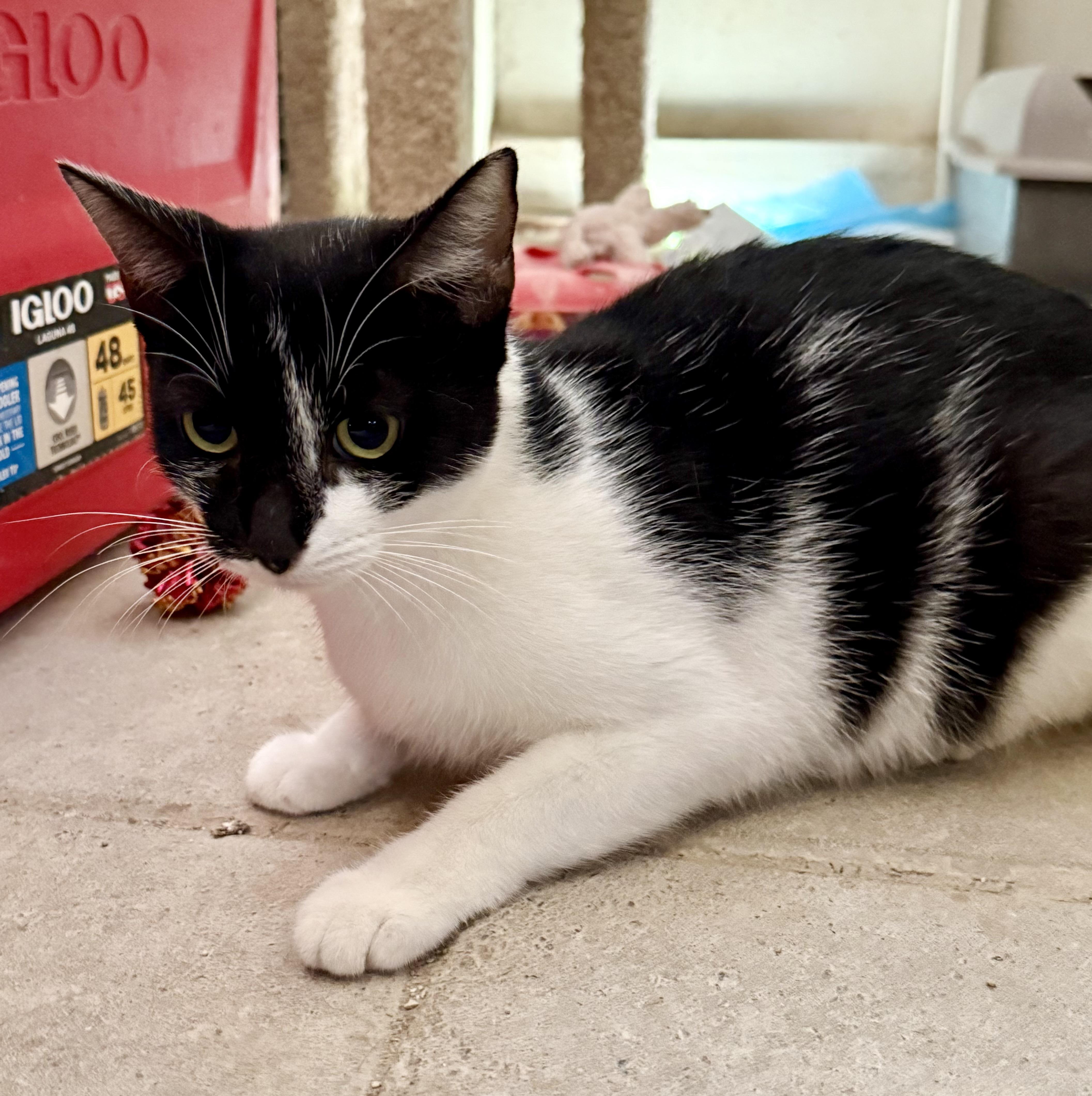 Panda, Adoptable, Adult Female Domestic Short Hair.
