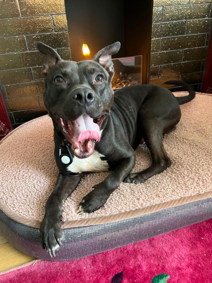 Enlarge Cypher, a ADOPTABLE Pit Bull Terrier in Los Angeles, CA image 4/6