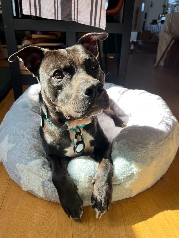 Enlarge Cypher, a ADOPTABLE Pit Bull Terrier in Los Angeles, CA image 1/6