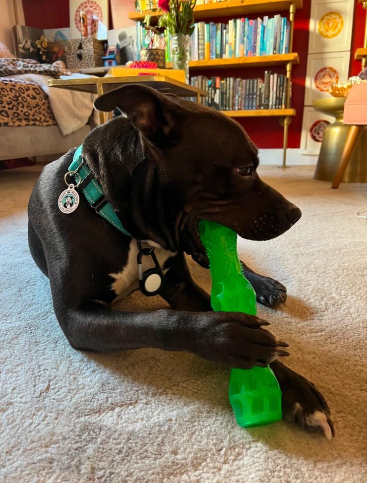 Enlarge Cypher, a ADOPTABLE Pit Bull Terrier in Los Angeles, CA image 2/6