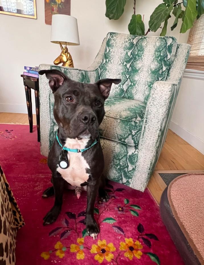 Enlarge Cypher, a ADOPTABLE Pit Bull Terrier in Los Angeles, CA image 5/6