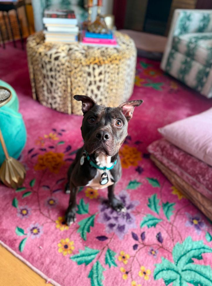 Enlarge Cypher, a ADOPTABLE Pit Bull Terrier in Los Angeles, CA image 6/6