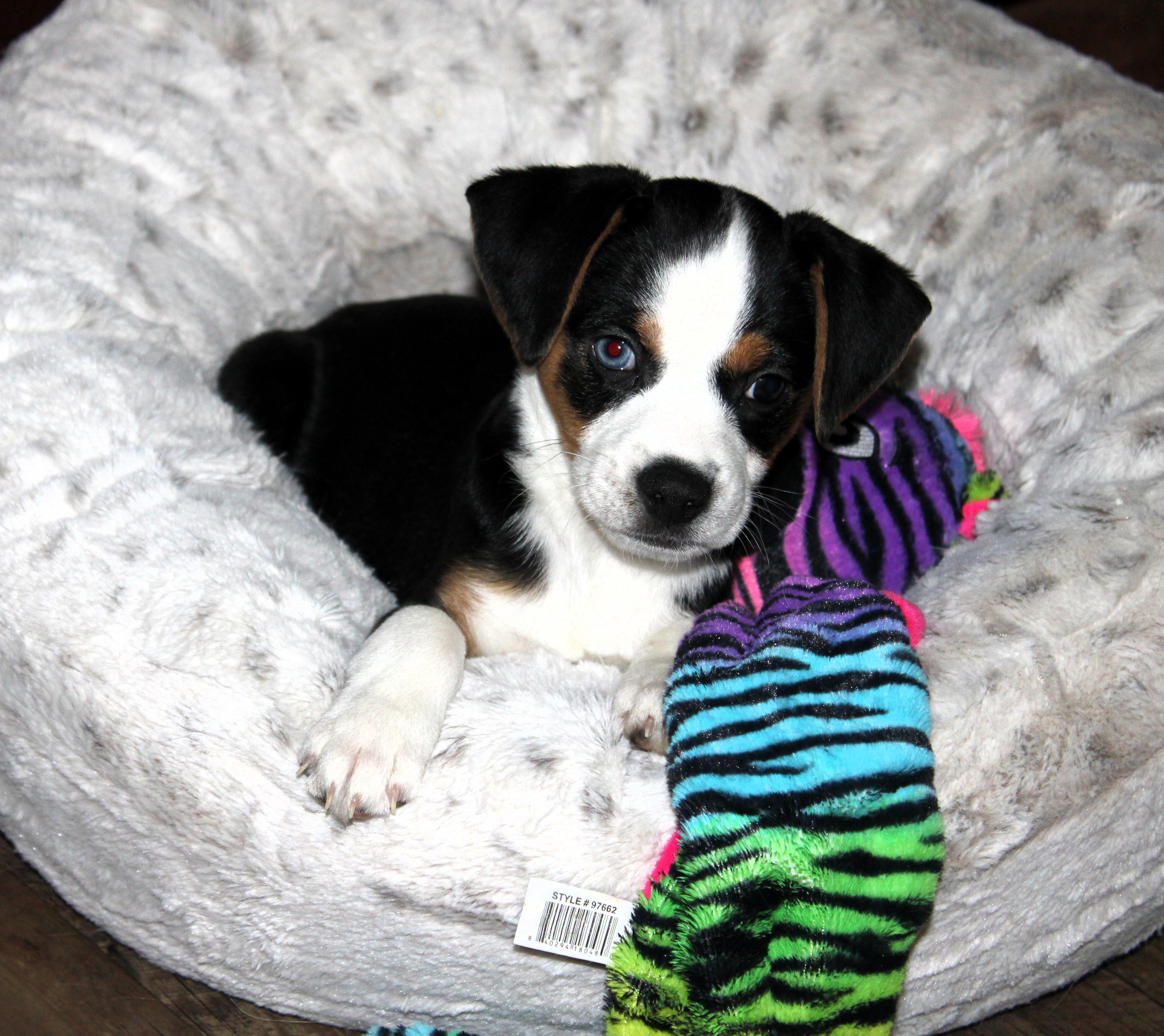 Enlarge Boone, a Adoptable mixed breed in Little Rock, AR image 1/5