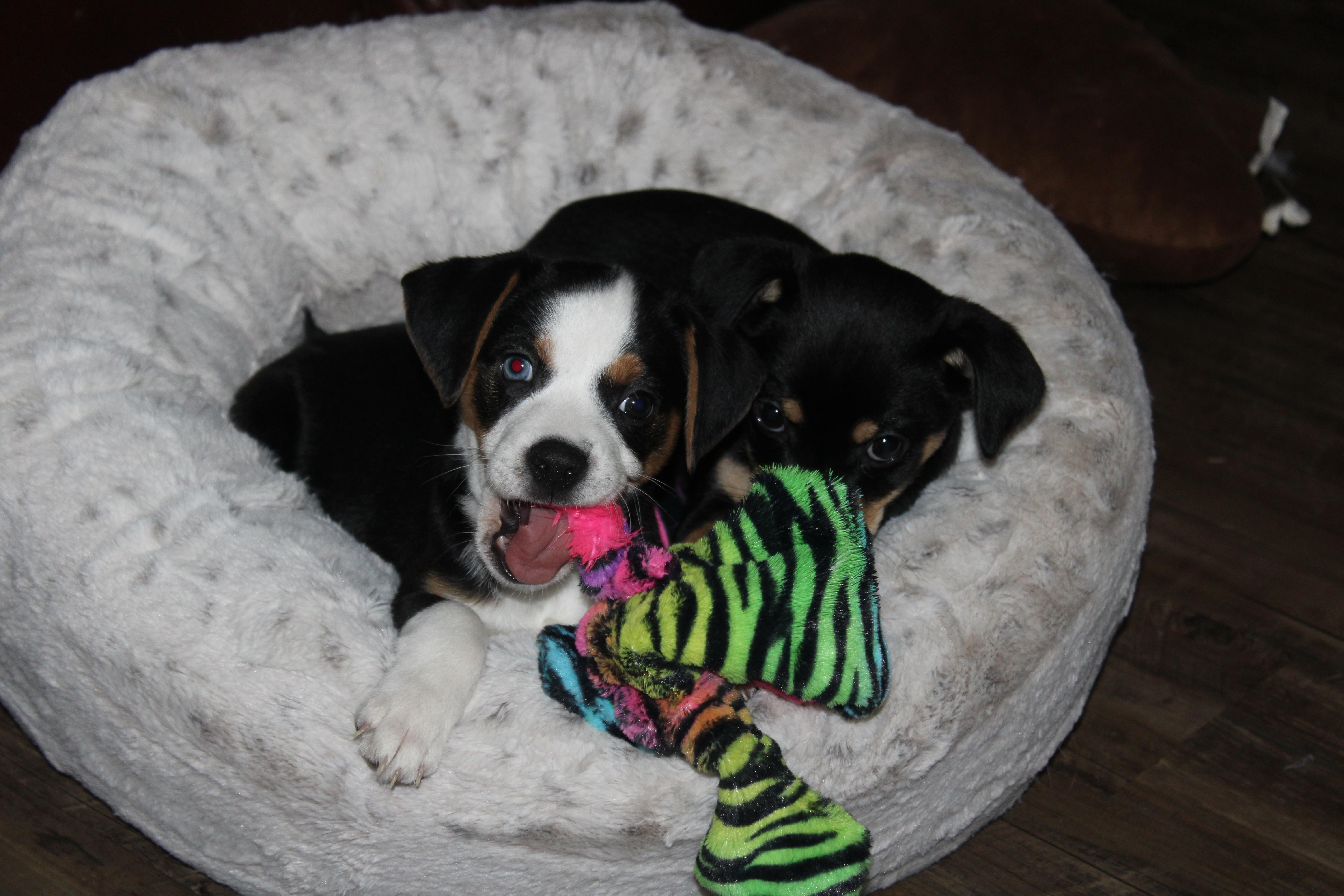 Enlarge Boone, a Adoptable mixed breed in Little Rock, AR image 2/5