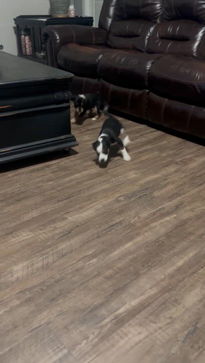 Enlarge Boone, a Adoptable mixed breed in Little Rock, AR video 5/5