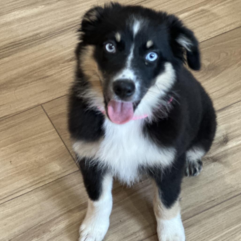 Bee, Adoptable, Puppy Female Australian Shepherd & Mixed Breed.